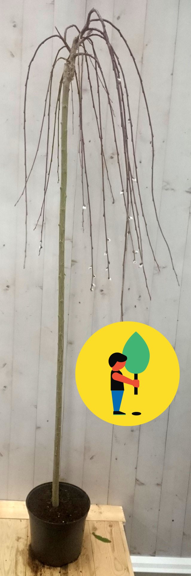 Salix Katjesboom 150 cm