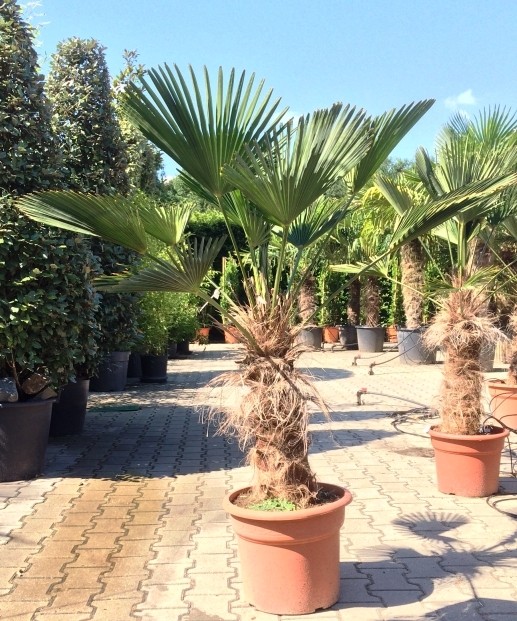 Wagner palm Trachycarpus wagnerianus h 100cm st. h 35cm - Warentuin Natuurlijk