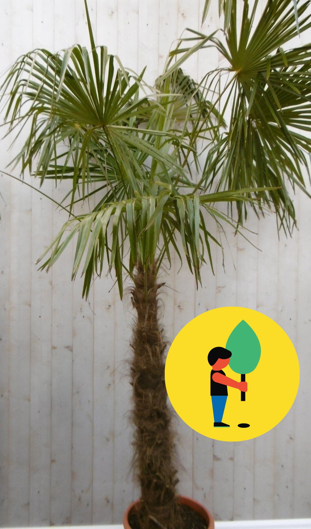 Winterharde Palmboom Trachycarpus Fortunei stamhoogte 100 cm en hoogte 225 cm