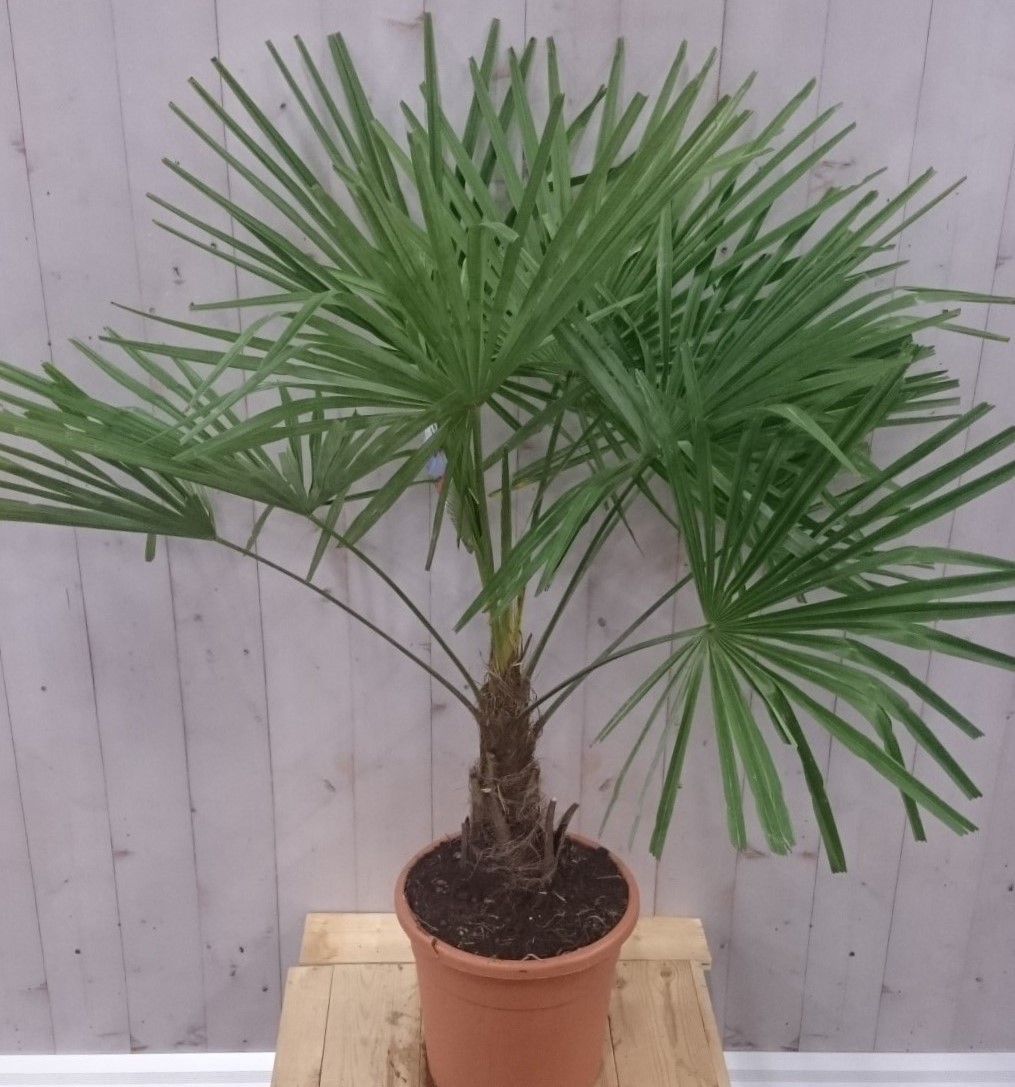 Winterharde Palmboom stamhoogte 20 cm en hoogte 130 cm - Warentuin Natuurlijk