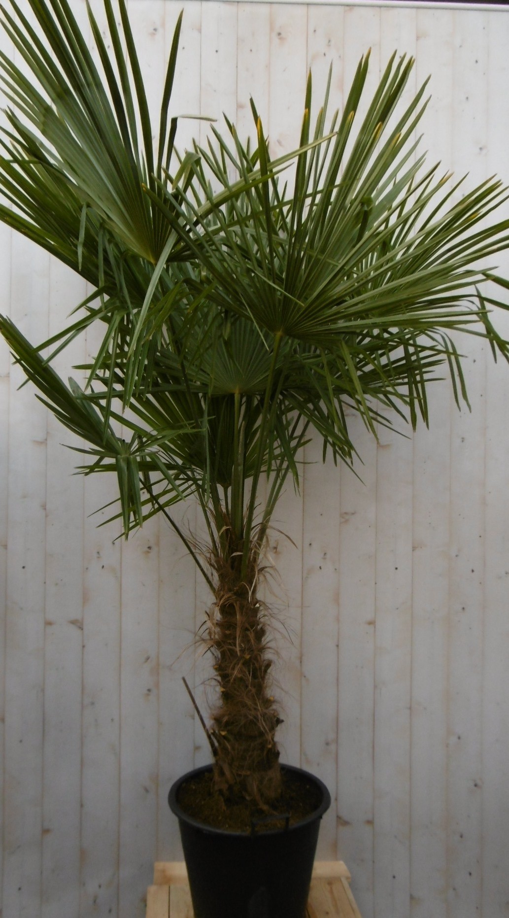 Winterharde Palmboom stamhoogte 50 cm en hoogte 180 cm Warentuin Natuurlijk